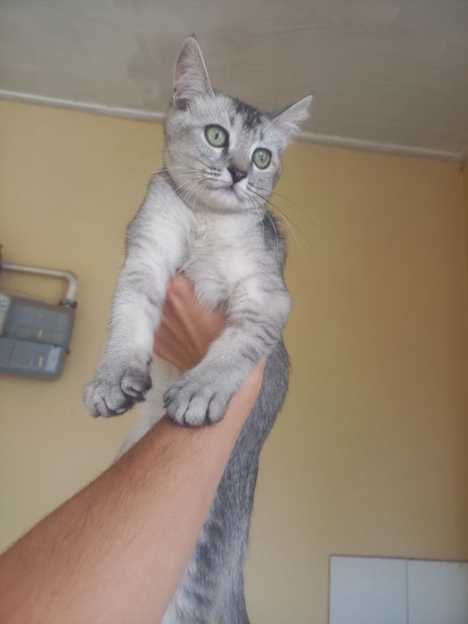 Mushuk sotiladi zotli
