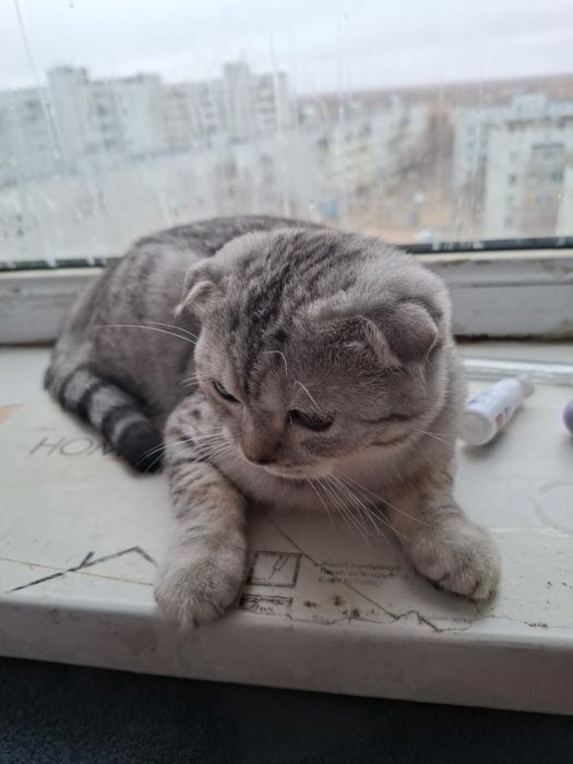 Сдается кот для вязки