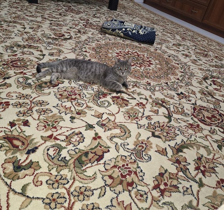 Котенок бесплатно