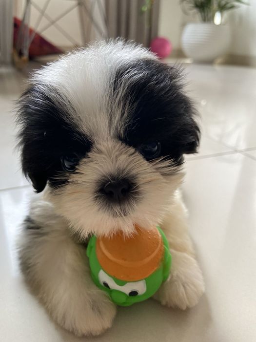 Shih Tzu Mini Toy