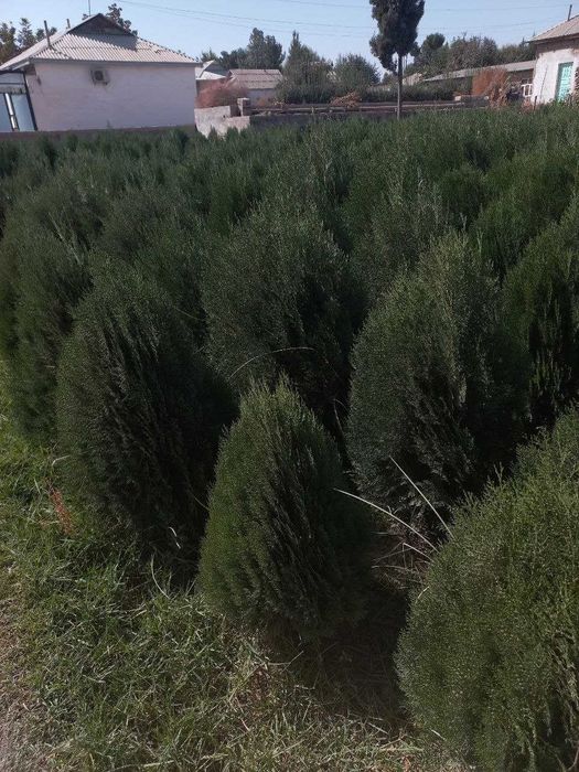 Туя навли арчалар