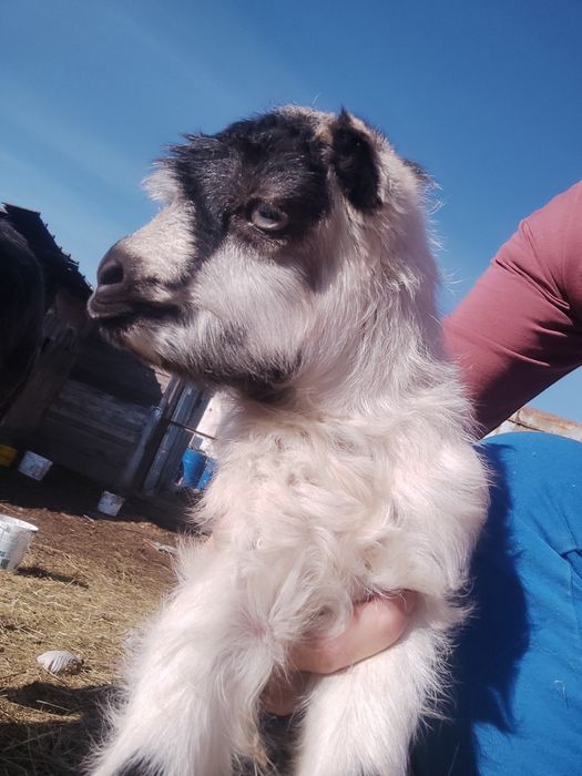 Продам козлик ламанча