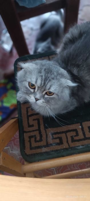 Продаётся кошки, Британка страйт и Шотландец выслаухий