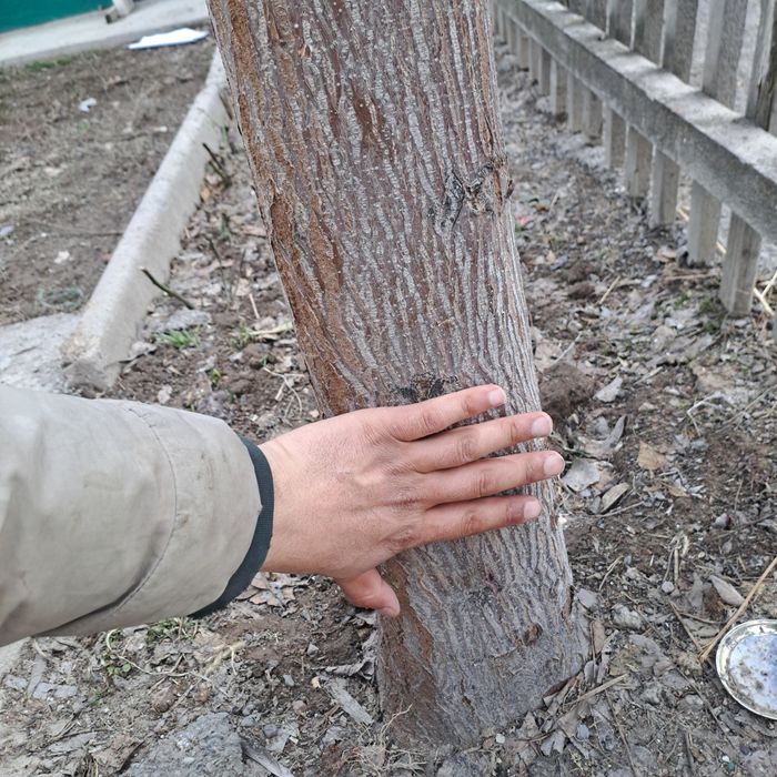 павловния саженцы