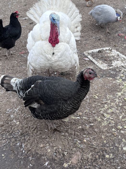 Продам молодых индюков