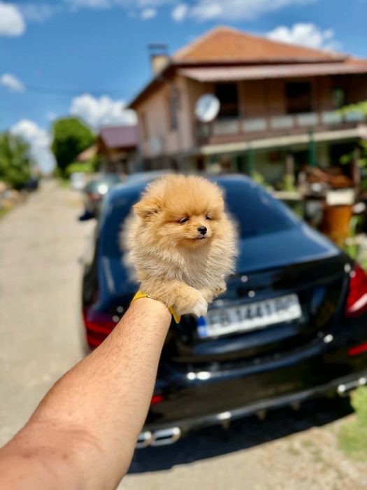 Померани на 2 месеца