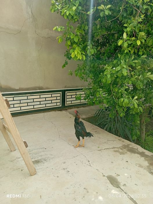 Xuroz sotiladi joʻja