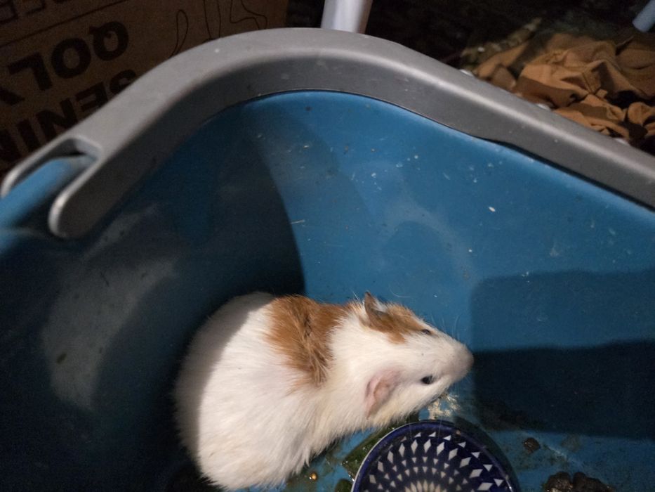 Морская свинка малыш 3000 тг