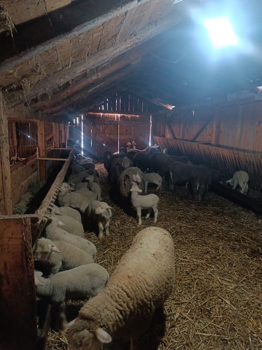 Oi tigai bele de vânzare