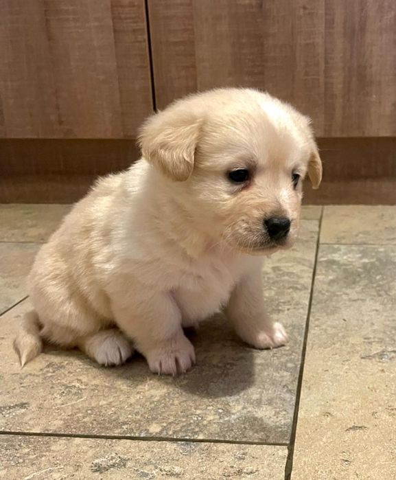 Donez cățeluși metis de Labrador cu Bichon havanez