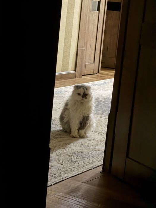 персидская кошка