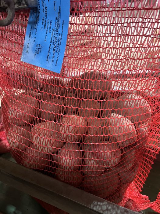 Samanta Olanda certificate