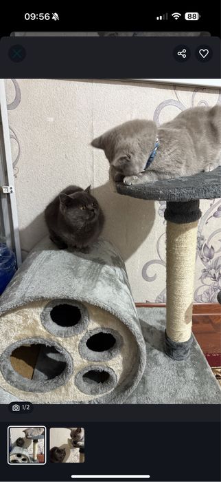 Britan mushukchalar 2ta mushuk + uyi