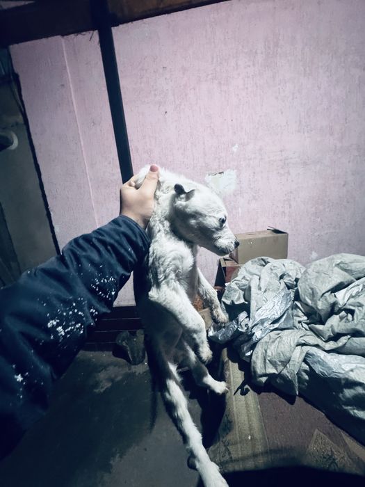 продам щенка СТАФФОРДА