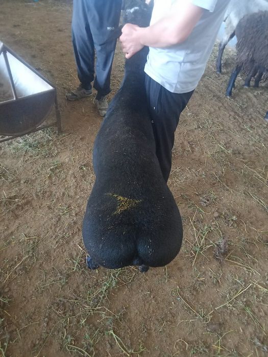 Qassob xizmati  Buxorodan keltirilgan. Yaxshi narsa arzon bolmaydi.