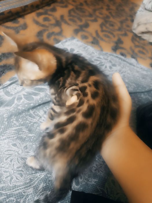 Bengal mushukchalar sotiladi 1 qiz 1 oʻgʻil