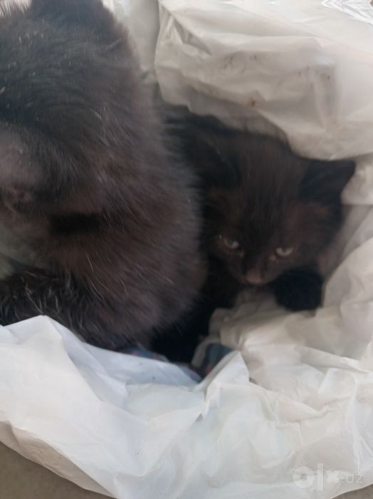 Две мальчики котята