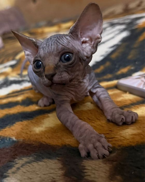 Котята канадский свингс