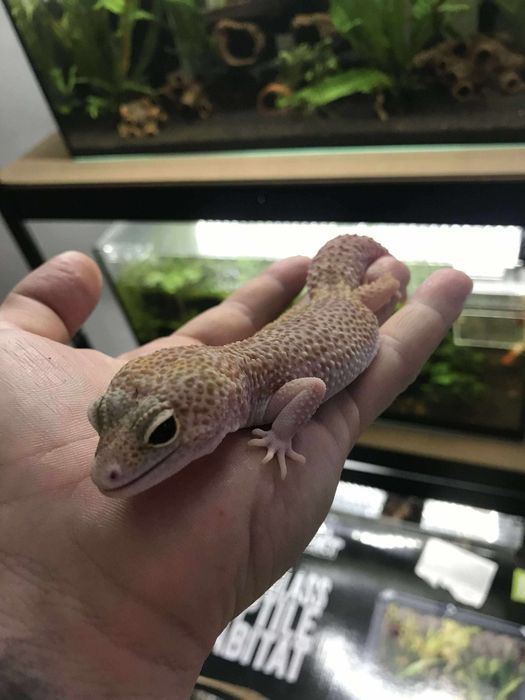 Femela Geko leopard
