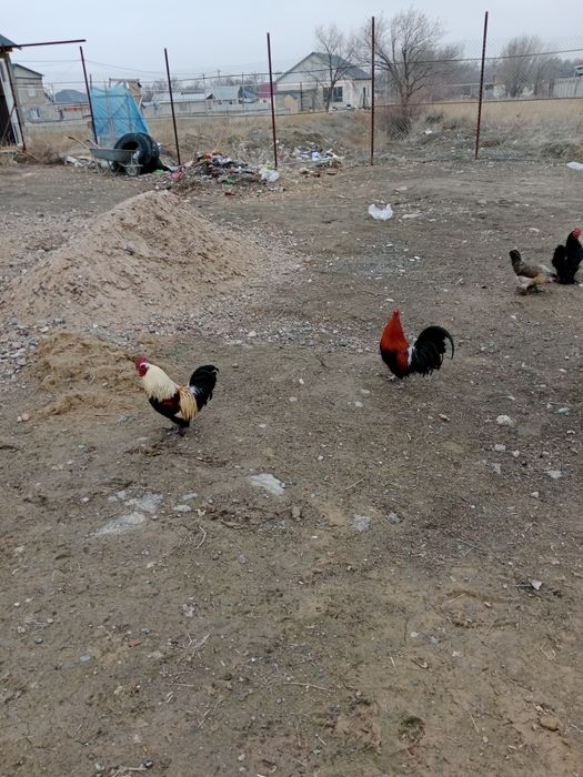 Продам карликовыйе петушки