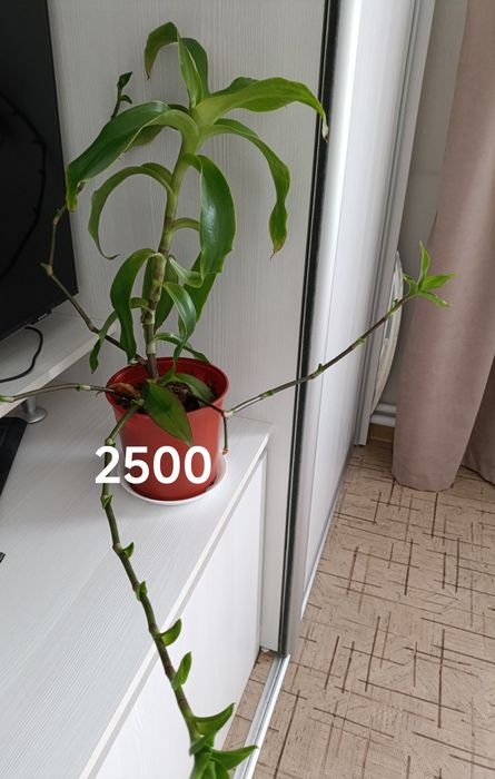 Продам комнатные цветы золотой ус