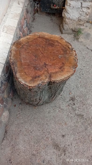 Ўрик дарахтдан гўшт майдалаш усун кундалар сотилади