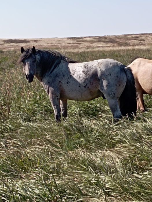 Айғыр сатлады Поло тяж!