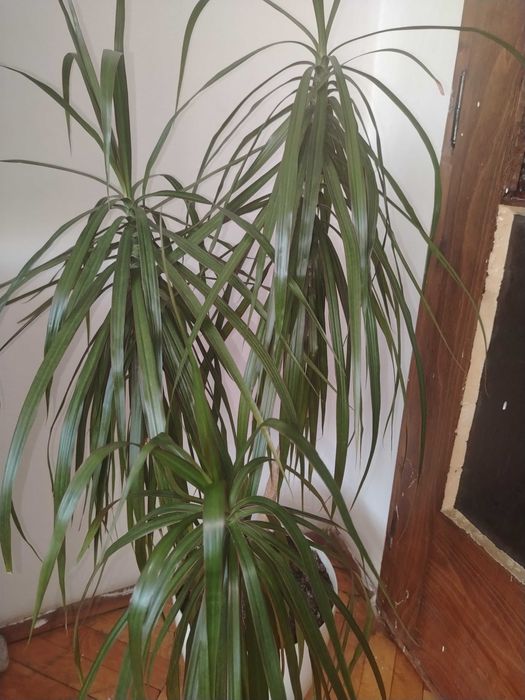 Саксийни цветя различни видове