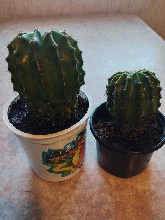 Продаю комнатные цветы 1500