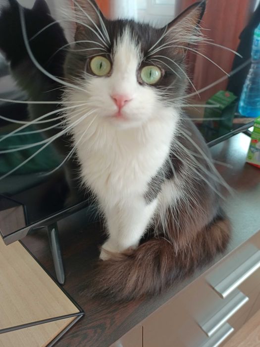 Пухкаво коте търси нов дом