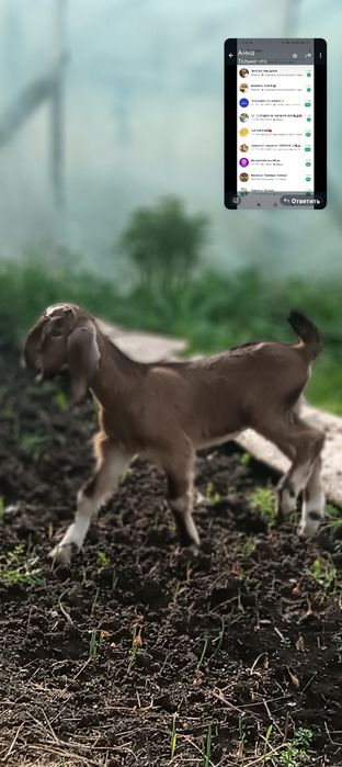 Продам козлят от высокоудоцных коз