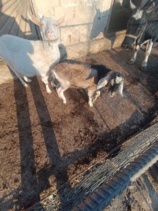 Орыс ешкі  и. Теке.