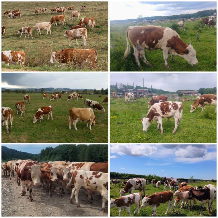 FERMĂ DE BOVINE | Vaci • Junici • Vițele • Viței înțărcați • Tauri | Bălțată Românească – Simmental