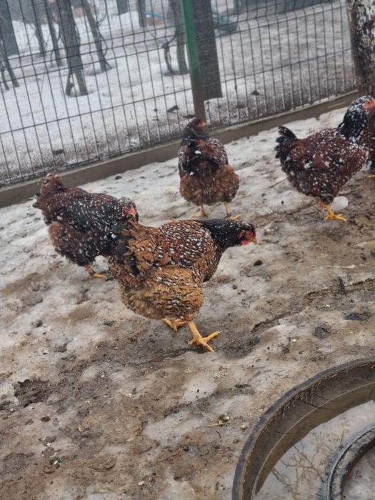 40 oua Wyandotte disponibile