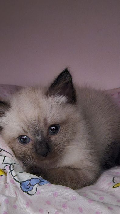 Siam mushukchalari – 60 kunda topshiriladi!