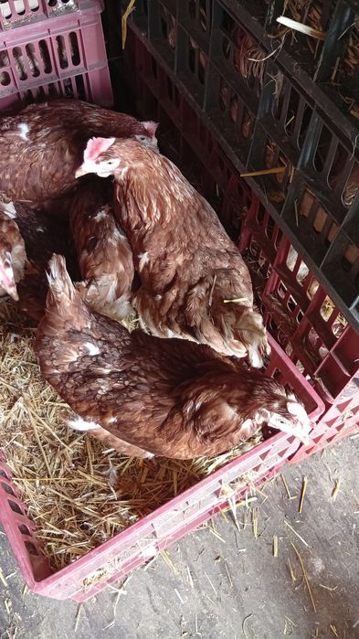 Puii albi de carne și puii porumbaci și roși  pentru comenzii .