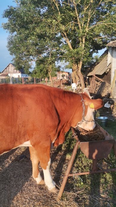 Vaca baltata românesca