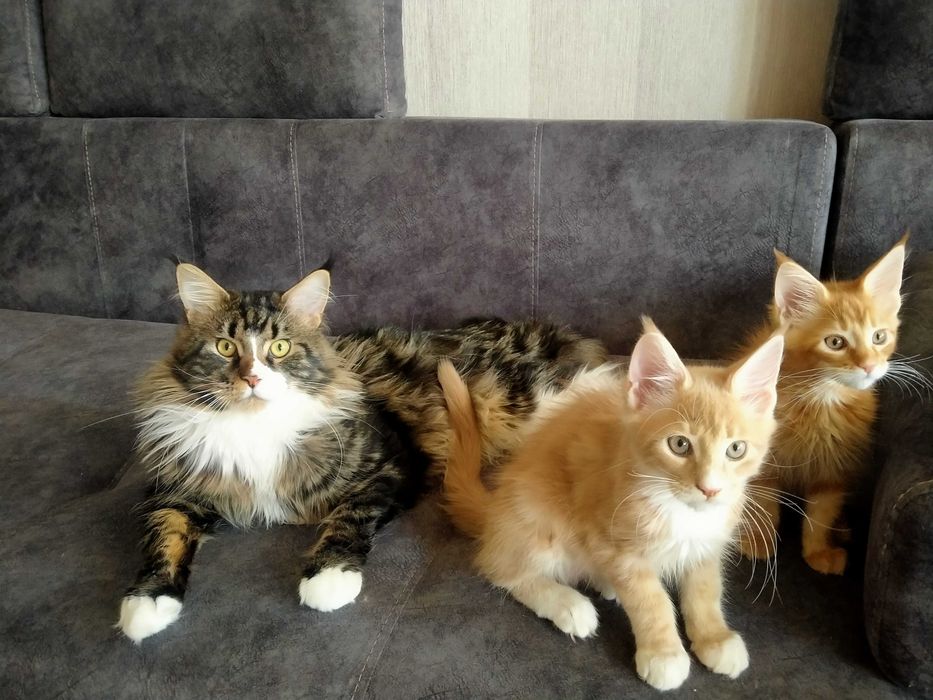 Котята Мейн -куны