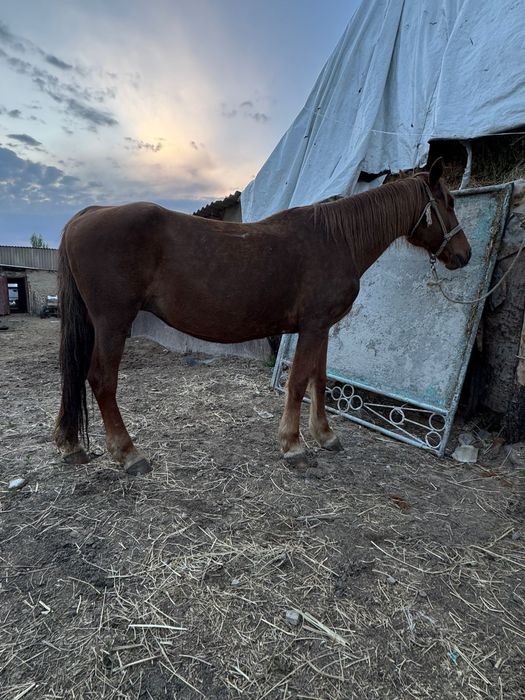 Бие байтал кобыла