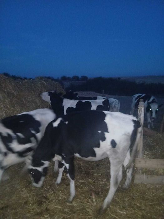 De vânzare 5 juninci holstein cu vârsta de 1 an și 8 luni 3 dintre ele montate mai multe detalii la nr de tel 0751466472 Călacea Bihor