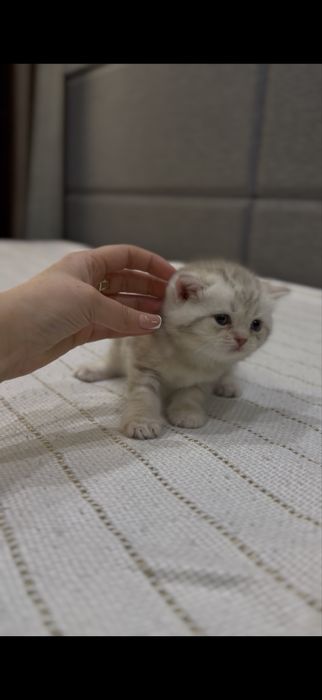 Скодиш фольд мальчик девочка