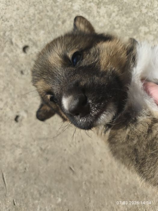 Отдам девочки щенки