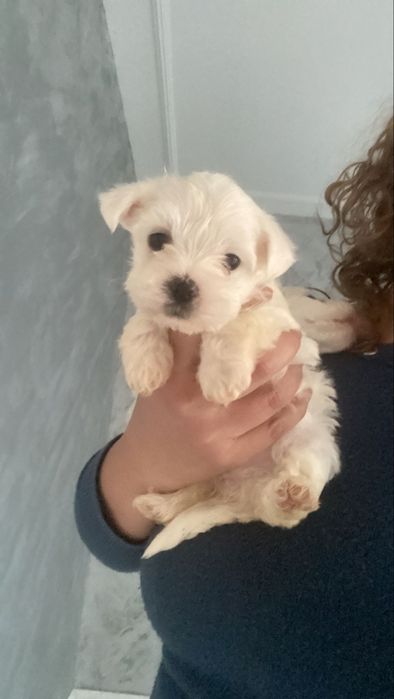Bichon maltez miny