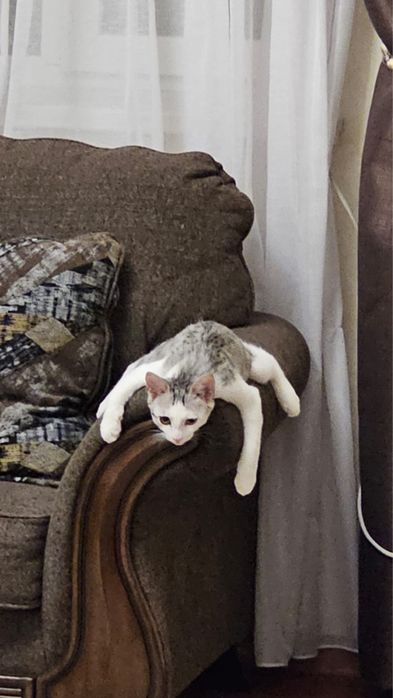Добрый котенок ищет себе хозяина.