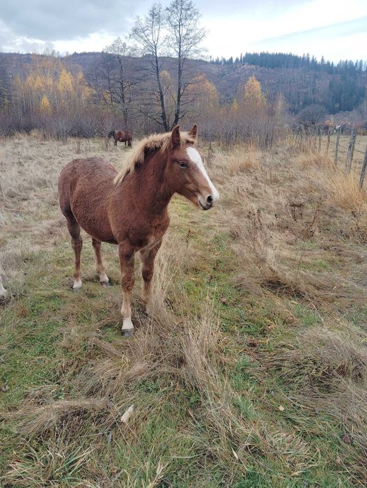 Mânz de vânzare!! Armăsar