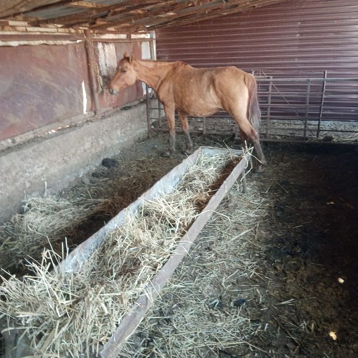 Продам Мугоджарскую кобылу