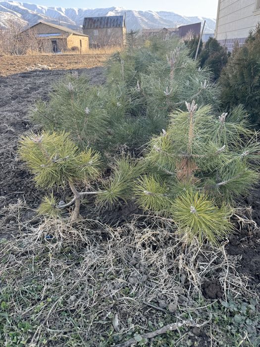 сосна крымская пышная