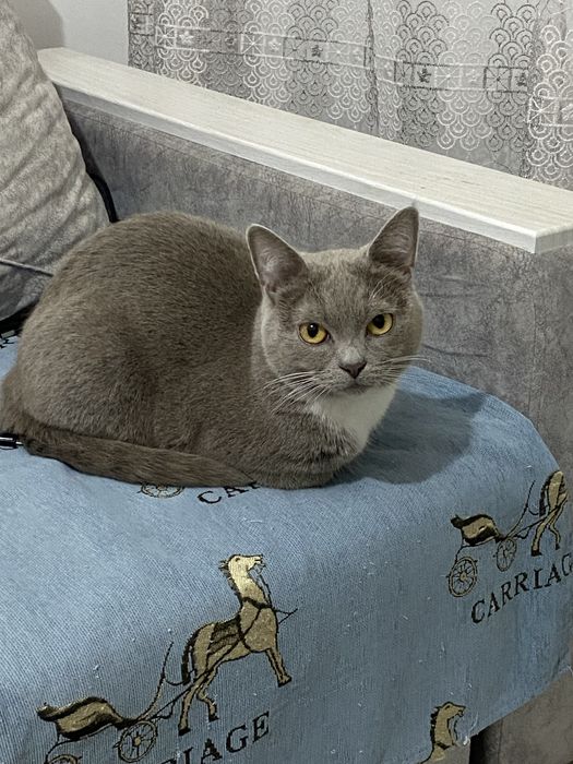 Отдам кота в добрые руки