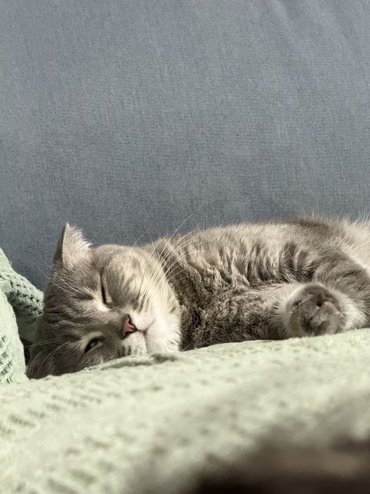 Кошка вислоухая шотландская