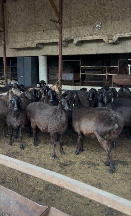 Гиссар койлар  сатылады